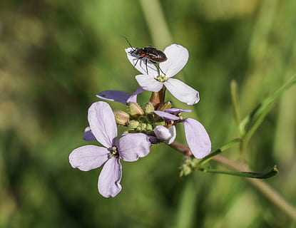cakile maritima, wildflower, kuoriainen, hyönteinen, luonto, kukka, kasvi, kevät, villieläimet, kasvisto, eläimistö, Kypros, hauraus, alttius, tuoreus, kauneus luonnossa, terälehti, kasvu, selkärangaton, lähikuva, eläinten teemoja, kukka pää, eläimiä, yksi eläin, kukinto, eläinten villieläimet, eläin, ei ihmisiä, siitepöly, pölytys, violetti, 2K, CC0, public domain, rojaltivapaa