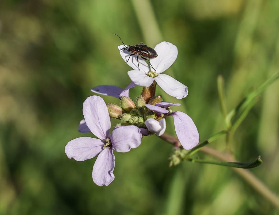 cakile maritima, wildflower, kuoriainen, hyönteinen, luonto, kukka, kasvi, kevät, villieläimet, kasvisto, eläimistö, Kypros, hauraus, alttius, tuoreus, kauneus luonnossa, terälehti, kasvu, selkärangaton, lähikuva, eläinten teemoja, kukka pää, eläimiä, yksi eläin, kukinto, eläinten villieläimet, eläin, ei ihmisiä, siitepöly, pölytys, violetti, 2K