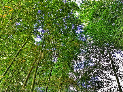 bambù, natura, albero, primavera, verde, all'aperto, foresta, vita, naturalmente, forte, alto, bellissimo, pianta, crescita, Inquadratura dal basso, bellezza nella natura, colore verde, nessuno, la tranquillità, ramo, fotogramma intero, giorno, terra, sfondi, baldacchino di albero, tronco d'albero, tronco, scena tranquilla, bambù - pianta, direttamente sotto, 4K, CC0, dominio pubblico, privo di copyright