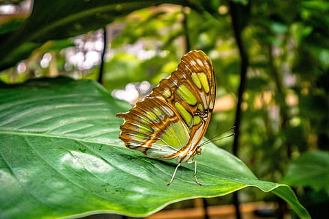 maro, verde, fluture, natură, frunze, plantă, insectă, închide, colorat, Postdam, parte a plantelor, nevertebrat, animale sălbatice, frumusețe în natură, animal, animale tematice, a închide, animal aripă, Culoarea verde, un animal, animale în sălbăticie, fluture - insectă, creştere, nici o persoana, să se concentreze asupra primelor elemente, zi, în aer liber, 5K, CC0, domeniu public, fără drepturi de autor