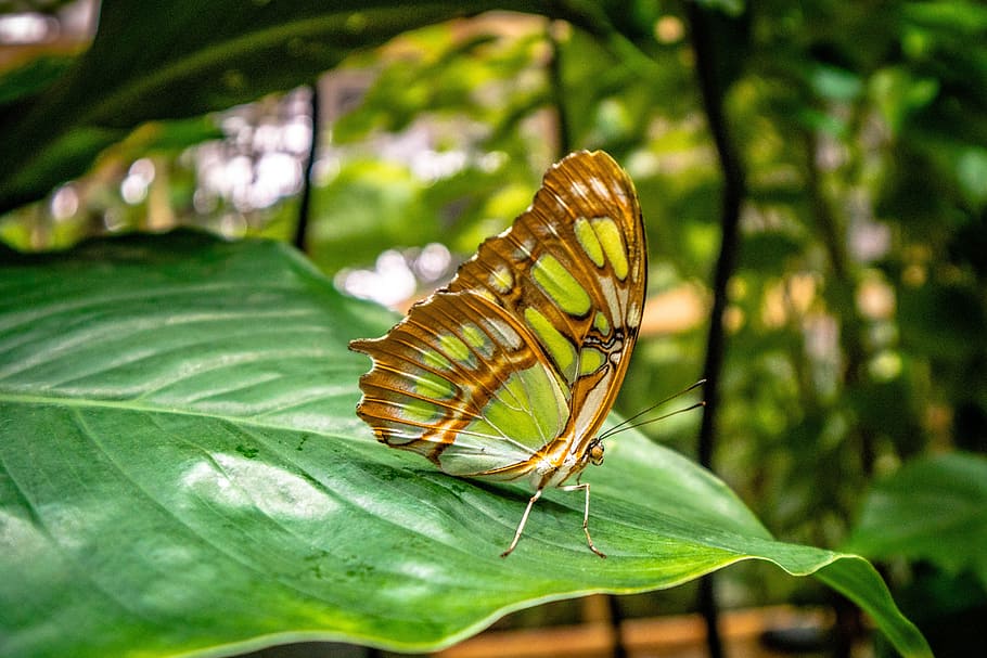 maro, verde, fluture, natură, frunze, plantă, insectă, închide, colorat, Postdam, parte a plantelor, nevertebrat, animale sălbatice, frumusețe în natură, animal, animale tematice, a închide, animal aripă, Culoarea verde, un animal, animale în sălbăticie, fluture - insectă, creştere, nici o persoana, să se concentreze asupra primelor elemente, zi, în aer liber, 5K