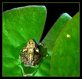 broască, broaște, amfibieni, lac, nufăr, plante acvatice, închide, animal, natură, animale, apă, crayon de crin, plantă, frunze, verde, de sus, floră, faună, fotografie din fauna salbatica, lumea animalelor, grădinărit, iazuri, de basm, prințul de broască, Culoarea verde, insectă, animale în sălbăticie, animale tematice, nici o persoana, un animal, albină, a închide, animale sălbatice, parte a plantelor, auto post producție filtru, transfer de imprimare, nevertebrat, în aer liber, vedere în unghi mare, zi, 1080P, CC0, domeniu public, fără drepturi de autor