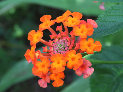 flor, fresc, zoom, planta amb flors, planta, vulnerabilitat, fragilitat, cap de flor, pètal, creixement, bellesa a la natura, inflorescència, frescor, primer pla, lantana, centrar-se en primer pla, naturalesa, dia, cap gent, a l'aire lliure, full, part de la planta, pol·len, Ram de flors, 4K, CC0, domini públic, lliure de regalies