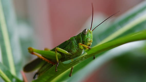 græshoppe, insekt, natur, grøn, makro, dyr, dyreliv, vild, blad, antenne, tragt, plante, naturlig, lille, ben, cricket, johannesbrødkernemel, sommer, farve, miljø, blomst, græs, skadedyr, liv, grøn farve, et dyr, dyre temaer, dyr i naturen, tæt på, hvirvelløse, plante del, ingen mennesker, dyr kropsdel, selektiv fokusering, fokus på forgrunden, dag, udendørs, dyr øje, 2K, CC0, offentligt domæne, royaltyfrie