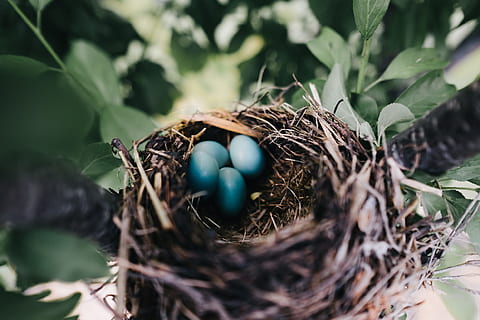 fugl, blå, egg, rede, dagtid, fire, høneegg, dyrefest, natur, fuglerede, nærbilde, dyr egg, mat, nytt liv, høy vinkel visning, skjørhet, dag, begynnelse, sårbarhet, selektiv fokusering, plante del, anlegg, blad, mat og Drikke, ingen folk, hekseegg, utendørs, 1080P, CC0, offentlig domene, opphavsrett gratis