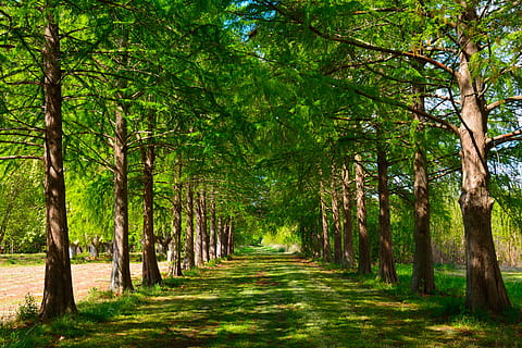 paisatge, Camí, xiprer, naturalesa, arbres, arbre, bosc, escenics, bellesa a la natura, a l'aire lliure, planta, creixement, direcció, terra, el camí a seguir, tranquil·litat, color verd, escena tranquil·la, escenics - natura, tronc, tronc de l'arbre, sendera, dia, cap gent, escena no urbana, perspectiva decreixent, treelined, 5K, CC0, domini públic, lliure de regalies