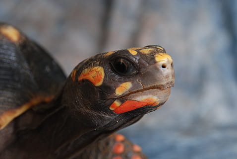 turtle, shell, animal, nature, tropical, reptile, tortoise, head, animal themes, one animal, animal wildlife, vertebrate, animals in the wild, close-up, animal body part, focus on foreground, bird, no people, animal head, day, looking, outdoors, beak, marine, animal eye, iguana, profile view, animal mouth, 4K, CC0, public domain, royalty free