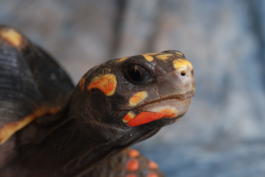 skildpadde, skal, dyr, natur, tropisk, krybdyr, hoved, dyre temaer, et dyr, dyreliv, hvirveldyr, dyr i naturen, tæt på, dyr kropsdel, fokus på forgrunden, fugl, ingen mennesker, dyr hoved, dag, leder, udendørs, næb, marine, dyr øje, leguan, profilvisning, dyre mund, 4K