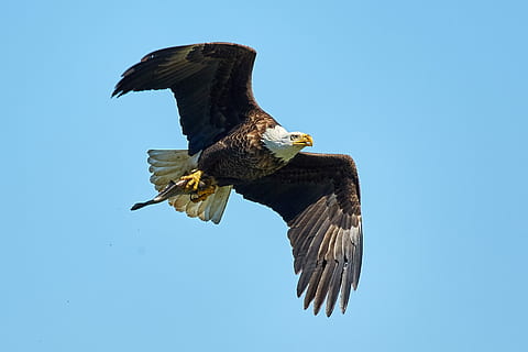 flyvende skaldet ørn, flyvende, american eagle bird, spise, Hvidhovedet havørn, ørn, amerikansk ørn, fjer, vinge, fugl, fugl i flyvning, flyvningen, bytte, fisk, amerikansk, dyr, rovfugl, dyreliv, dyr i naturen, dyre temaer, ørn - fugl, hvirveldyr, et dyr, blå, himmel, skyfri himmel, dyr kropsdel, natur, overlevelse, ingen mennesker, majestætisk, udendørs, profilvisning, uafhængighed, 2K, CC0, offentligt domæne, royaltyfrie