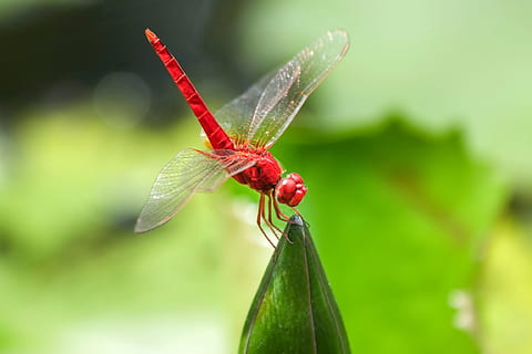 red, scarlet, dragonfly, green, leaf, water, insect, nature, compound eyes, macro photography, garden pond, animal themes, one animal, animal wildlife, invertebrate, animal, animals in the wild, close-up, focus on foreground, green color, plant, no people, animal wing, day, plant part, beauty in nature, outdoors, 1080P, CC0, public domain, royalty free