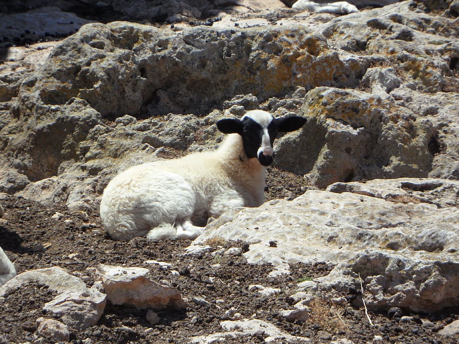 xai, ovelles, animal, steinig, karg, rocós, rock, perdut, solitari, temes d'animals, mamífer, vertebrats, un animal, bestiar, animals domèstics, sòlid, rock - object, nacional, mascotes, naturalesa, fauna animal, dia, cap gent, animals a la natura, terra, llum solar, a l'aire lliure, herbívors, 4K