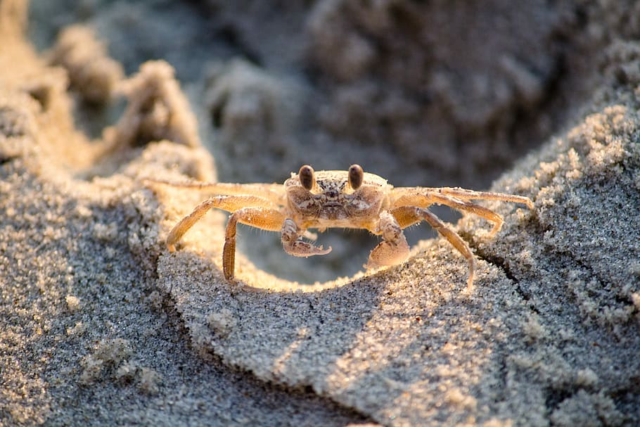 marró, crablet, sorra, tancar, foto, cranc, oceà, criatura, vora del mar, mar, temes d'animals, un animal, animal, fauna animal, animals a la natura, primer pla, cap gent, naturalesa, terra, dia, invertebrat, marí, part del cos dels animals, longitud completa, a l'aire lliure, la vida marina, cames d’animal, zoologia, ull d’animals, 5K