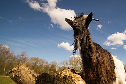 capra, blu, cielo, azienda agricola, animale, bambini, domestico, carina, corno, analizzare, cercare, guardare, pascolare, natura, all'aperto, mammifero, un animale, temi animali, nuvola - cielo, animali domestici, bestiame, vertebrato, fauna selvatica, giorno, nessuno, parte del corpo animale, Inquadratura dal basso, pianta, testa di animale, terra, erbivoro, 4K, CC0, dominio pubblico, privo di copyright