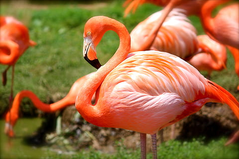 selectiv, foc fotografie, flamingo, pasăre, roz, natură, animal, animale sălbatice, sălbatic, tropical, grădină zoologică, cioc, pană, culoare, colorat, parc, animale tematice, animale vertebrate, culoare portocalie, animale în sălbăticie, plantă, să se concentreze asupra primelor elemente, grup de animale, zi, nici o persoana, frumusețe în natură, camp, a închide, teren, iarbă, în aer liber, gâtul animalului, 5K, CC0, domeniu public, fără drepturi de autor