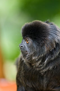 singe, zoo, en observant, portrait, tiergarten, un animal, la faune des animaux, animaux à l'état sauvage, primate, mammifère, vertébré, fermer, partie du corps de l'animal, personne, la nature, journée, se concentrer sur le premier plan, regardant, en plein air, oeil d'animal, 4K, CC0, domaine public, libre de droits