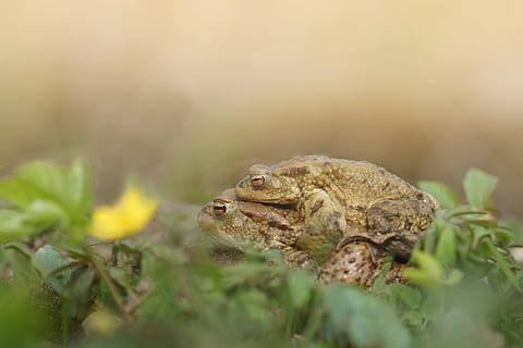 accouplement, jaune, vert, fleur, printemps, la nature, la grenouille, les amphibiens, amour, la multiplication de, thèmes animaux, animal, un animal, la faune des animaux, animaux à l'état sauvage, personne, vertébré, reptile, fermer, mise au point sélective, plante, amphibie, journée, vue de côté, en plein air, camouflage, lézard, terre, 5K, CC0, domaine public, libre de droits