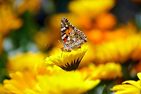 selectief, focus fotografie, vlinder, geel, gebloemde bloem, insecten, dier, morpho, peleides, monarch, bloem, bloemen, macro, één dier, dieren in het wild, dierlijke thema's, dierenleven, insect, detailopname, vlinder - insect, schoonheid in de natuur, geen mensen, natuur, ongewerveld, bloeiende plant, dierenvleugel, bloemblad, breekbaarheid, kwetsbaarheid, versheid, fabriek, selectieve aandacht, bloemhoofd, bestuiving, buitenshuis, 2K, CC0, publiek domein, royaltyvrij