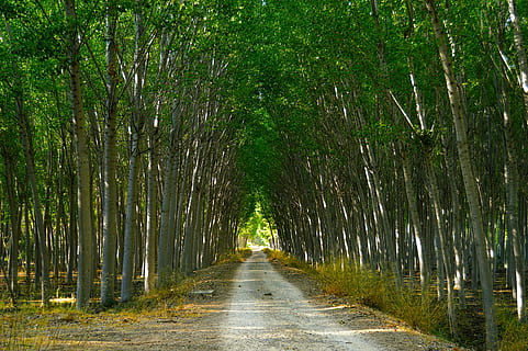 Pappeln, Wald, Pfad, üppig, Vegetation, Bäume, Natur, Richtung, Baum, Pflanze, der Weg nach vorn, Wachstum, Land, Ruhe, Bambus, Bambuspflanze, Schönheit in der Natur, Straße, Bambushain, abnehmende Perspektive, grüne Farbe, Transport, keine Leute, Nicht-städtische Szene, Tag, von Bäumen gesäumt, draußen, lange, 5K, CC0, gemeinfrei, lizenzfrei