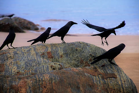 fem, sort, fugle aborre, grå, rack, ravn, strand, ocean, blå, krydstogt, vand, fugle, under flyvning, vind, natur, ved retten i, sidebillede, monolitisk del af farvandet, dyr, rejse, hav, klippe, vild, himmel, krage, stor, ingen, strukturen af, figur, sri lanka, Det indiske ocean, stenene, hvile, struktur, udsigt, hdr, baggrund, tapet, gruppe af dyr, dyr i naturen, dyre temaer, dyreliv, fugl, hvirveldyr, ingen mennesker, perching, dag, rock-objekt, udendørs, to dyr, sort farve, solid, 5K, CC0, offentligt domæne, royaltyfrie