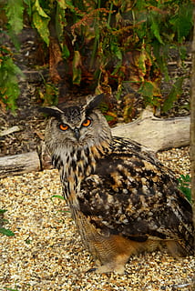 výr velký, pták, sova, bubo bubo, dravec, lovec, dravý pták, pařáty, peří, detail, zvíře, Příroda, Pírko, zvířat, jednoho zvířete, zvířata ve volné přírodě, obratlovců, den, nikdo, strom, přistát, prohlížení, zaměřit se na popředí, pole, venku, rostlina, rostlinné části, 5K, CC0, veřejná doména, bez autorských práv