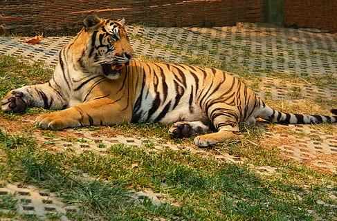 Tiger, Katze, Tier, groß, Natur, Tierwelt, Fleischfresser, Säugetier, katzenartig, Pelz, gestreift, Achtung, Zoo, wild, Raubtier, Streifen, Gesicht, Kopf, gefährdet, Jäger, suchen, Spezies, gefährlich, Asien, heftig, draußen, männlich, Kreatur, gefangen, große Katze, Tiere in freier Wildbahn, Tierthemen, Wirbeltier, Entspannung, keine Leute, Land, Gras, Feld, Tag, Tiere in Gefangenschaft, 5K, CC0, gemeinfrei, lizenzfrei