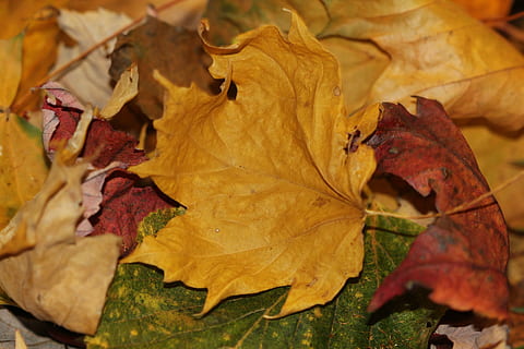 fulles de tardor, caure, maple, groc, vermell, naturalesa, estacional, fullatge, tardor, canvi, part de la planta, full, fulles, primer pla, sec, fragilitat, vulnerabilitat, cap gent, fulla d'auró, bellesa a la natura, color taronja, caient, vena de la fulla, dia, a l'aire lliure, condició natural, col·lecció de tardor, Planta esvaïda, 5K, CC0, domini públic, lliure de regalies