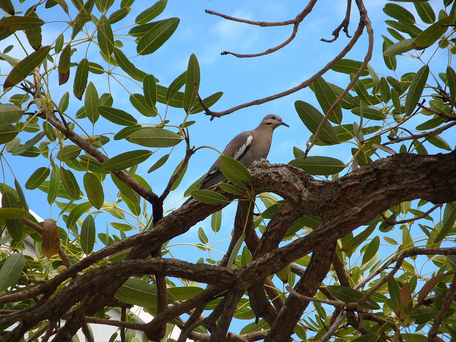 ocell, bermuda, naturalesa, bec, illa, a l'aire lliure, fauna animal, animals a la natura, temes d'animals, arbre, un animal, animal, branca, vista d’angle baix, planta, vertebrats, posat, cap gent, full, creixement, part de la planta, dia, cel, color verd, 2K