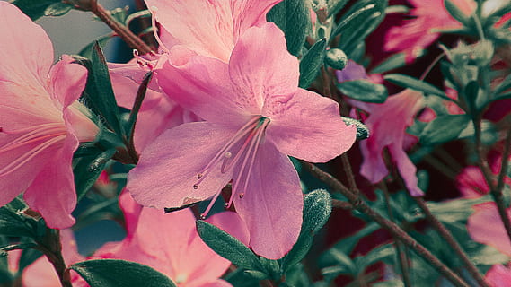Azalee, Blume, Rosa, Garten, Frühling, Pflanzen, Natur, Pflanze, Blatt, blühende Pflanze, Wachstum, Zerbrechlichkeit, Verletzlichkeit, Schönheit in der Natur, pinke Farbe, Blütenblatt, Frische, Nahansicht, Blütenkopf, Blütenstand, Pollen, Pflanzenteil, Staubblatt, keine Leute, Tag, draußen, 5K, CC0, gemeinfrei, lizenzfrei