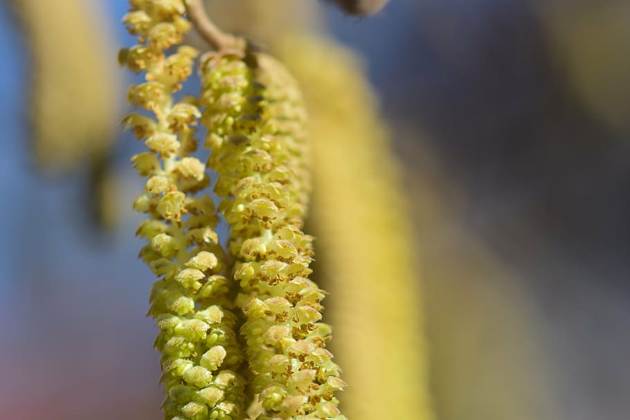 flor d'avellaner, nou, al·lèrgia, pol·len, febre del fenc, naturalesa, primavera, llavors, flor, florir, avellana, tancar, macro, groc, creixement, planta, bellesa a la natura, primer pla, catkin, cap gent, dia, a l'aire lliure, planta amb flors, enfocament selectiu, vulnerabilitat, frescor, fragilitat, salze de cony, cap de flor, centrar-se en primer pla, inflorescència, tranquil·litat, 5K
