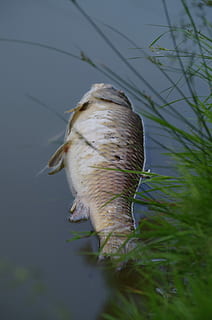 Fisch, Karkasse, Teich, verschmutzt, Ökologie, ein Tier, Tiere in freier Wildbahn, Tierwelt, Tierthemen, Tier, keine Leute, Natur, Wasser, Pflanze, Wirbeltier, Tag, Nahansicht, draußen, Schönheit in der Natur, Schwimmen, Gras, selektiver Fokus, Wachstum, Marine, 4K, CC0, gemeinfrei, lizenzfrei