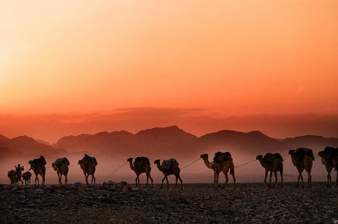 mand, gå, ved siden af, parade, kameler baggrund, bjerg, Foto, gruppe, kameler, kamel, ørken, silhuet, solnedgang, tåge, klipper, skumring, ethiopium, langvejs, Danakil, pattedyr, himmel, dyreliv, gruppe af dyr, dyr i naturen, landskab, natur, miljø, husdyr, scenics - natur, sol, jord, mennesker, safari, udendørs, flok, 4K, CC0, offentligt domæne, royaltyfrie