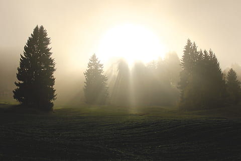 aurinko, loistava, vihreä, Mäntypuut, loistaa läpi, vihreä mänty, jumalallinen valo, valo, pilviä, auringonvalo, henki, hengellinen, valistus, taivas, jumalallinen, toivoa, rakkaus, usko, yltäkylläisyys, siunaukset, autuus, kiitollisuus, harmonia, parantaa, paranemista, rauha, puu, maisema, luonto, rauhallinen kohtaus, tyyneys, kauneus luonnossa, kasvi, maa, maisemat - luonto, kasvu, ei-kaupunkikuvia, ei ihmisiä, metsä, sumu, päivä, ympäristö, ala, ulkona, mänty, havupuu, 5K, CC0, public domain, rojaltivapaa