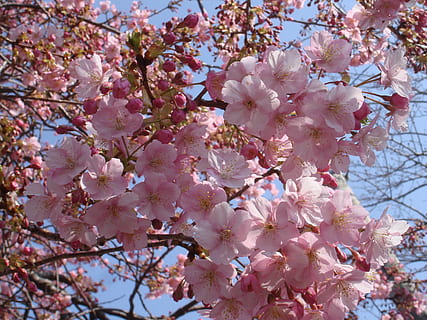 sakura, Cereza, Japón, color rosa, árbol, primavera, naturaleza, rama, flor, pétalo, flor de cerezo, cabeza de flor, planta floreciendo, fragilidad, planta, vulnerabilidad, crecimiento, frescura, belleza en la naturaleza, vista de ángulo bajo, día, de cerca, Cerezo, nadie, al aire libre, racimo de flores, 2K, CC0, dominio público, libre de derechos