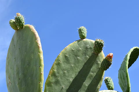 Fico d'India, cactus, sperone, cielo, blu, verde, estate, mediterraneo, serra di cactus, pianta, pianta succulenta, natura, cielo sereno, giorno, crescita, nessuno, Inquadratura dal basso, bellezza nella natura, spina, colore verde, soleggiato, spillo, all'aperto, luce del sole, avvicinamento, clima arido, clima, 5K, CC0, dominio pubblico, privo di copyright