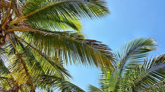 Palma, Palme, ปาล์ม, มะพร้าว, ต้นปาล์ม, ใบตาล, ต้นไม้, ท้องฟ้า, มุมมองที่ต่ำ, ใบฅ้นเฟิน, สภาพภูมิอากาศแบบร้อนชื้น, ปลูก, ใบไม้, ธรรมชาติ, การเจริญเติบโต, สีเขียว, ความงามในธรรมชาติ, ส่วนของพืช, ไม่มีคน, ความเงียบสงบ, วัน, ต้นไม้เขตร้อน, ต้นมะพร้าว, กลางแจ้ง, สิ่งแวดล้อม, ด้านล่างโดยตรง, สีฟ้าคราม, 4K, CC0, โดเมนสาธารณะ, ค่าลิขสิทธิ์ฟรี