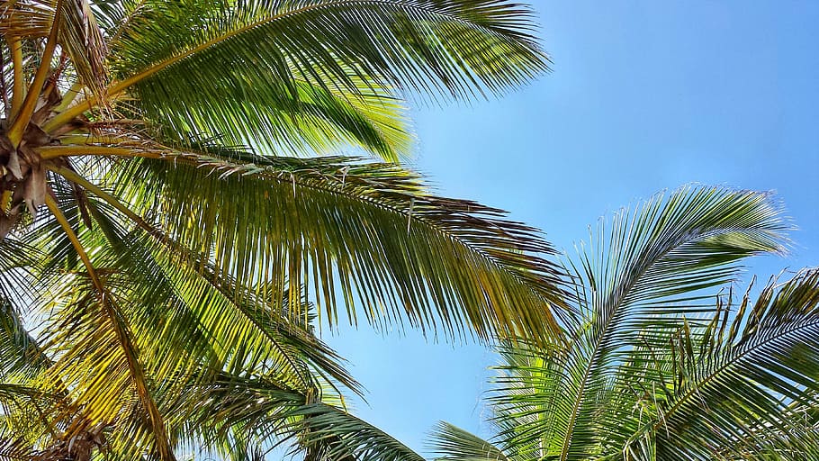 Palma, Palme, ปาล์ม, มะพร้าว, ต้นปาล์ม, ใบตาล, ต้นไม้, ท้องฟ้า, มุมมองที่ต่ำ, ใบฅ้นเฟิน, สภาพภูมิอากาศแบบร้อนชื้น, ปลูก, ใบไม้, ธรรมชาติ, การเจริญเติบโต, สีเขียว, ความงามในธรรมชาติ, ส่วนของพืช, ไม่มีคน, ความเงียบสงบ, วัน, ต้นไม้เขตร้อน, ต้นมะพร้าว, กลางแจ้ง, สิ่งแวดล้อม, ด้านล่างโดยตรง, สีฟ้าคราม, 4K