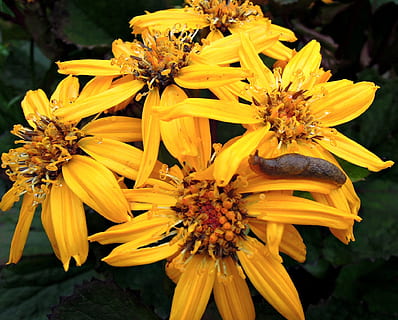 babosa, caracol, naturaleza, Caracoles, movimiento, babosas, despacio, grima, vida, uno, Flores amarillas, floración, flora, fauna, jardín Botánico, flor, planta floreciendo, vulnerabilidad, fragilidad, pétalo, frescura, planta, cabeza de flor, amarillo, inflorescencia, crecimiento, belleza en la naturaleza, de cerca, polen, centrarse en primer plano, nadie, día, al aire libre, botánica, 1080P, CC0, dominio público, libre de derechos