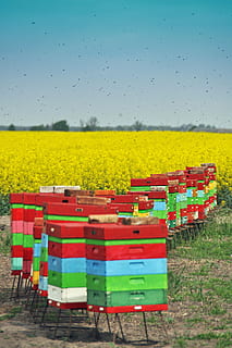 ule, abelles, estiu, apicultura, ruscs de fusta, camp, terra, naturalesa, planta, paisatge, multicolor, groc, escena rural, cel, herba, cap gent, medi ambient, agricultura, dia, bellesa a la natura, abundància, cel clar, absència, contenidor, tranquil·litat, 4K, CC0, domini públic, lliure de regalies