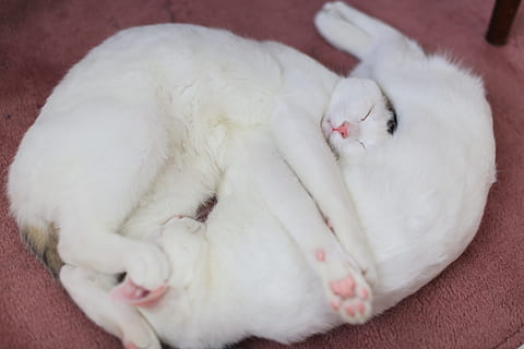to, hvid, katte, etage, kat, dyr, killing, nuttet, øjne, whiskers, indenlandske, kæledyr, dyre temaer, husdyr, pattedyr, lempelse, indenlandske kat, et dyr, feline, hvid farve, hvirveldyr, ligger ned, sovende, hvilende, lukkede øjne, tæt på, ingen mennesker, indendørs, dyr hoved, bakkenbart, napping, 5K, CC0, offentligt domæne, royaltyfrie