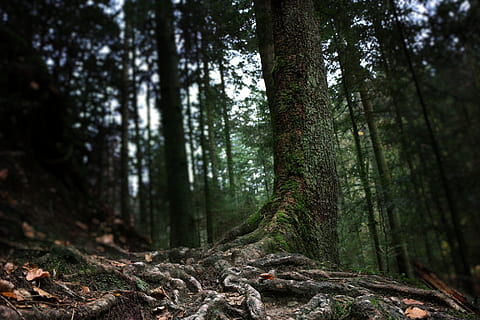 brun trunk, skog, tre, natur, stamme, rot, skogbunn, anlegg, land, trestamme, vekst, ro, skjønnhet i naturen, rolig scene, ingen folk, mose, dag, naturskjønnhet - natur, grønn farge, ikke-urbane scene, tre - materiale, utendørs, bark, regnskog, 5K, CC0, offentlig domene, opphavsrett gratis