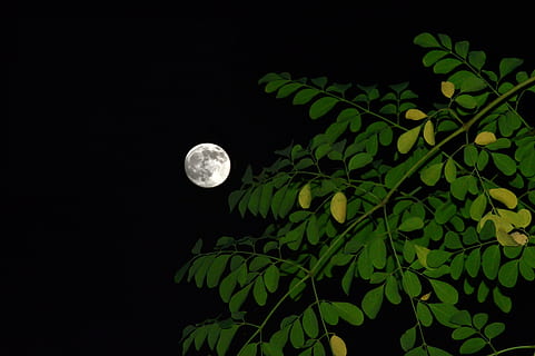 cheio, lua, noite, plantar, folha, lua cheia, cor verde, parte da planta, natureza, beleza na natureza, crescimento, céu, ninguém, árvore, ao ar livre, Sombrio, espaço, tranquilidade, astronomia, visão de baixo ângulo, ramo, luar, lua planetária, fundo preto, 2K, CC0, domínio público, royalty free