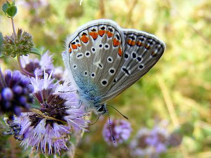 bianca, Comune, blu, farfalla appollaiata, viola, fiore, giorno, farfalla, verde, natura, erba, Insecta, colorazione, Ali, insetto, farfalla - insetto, animale, ala animale, estate, bellezza nella natura, multicolore, macro, avvicinamento, invertebrato, temi animali, pianta fiorita, pianta, fauna selvatica, un animale, animali allo stato selvatico, fragilità, vulnerabilità, testa di fiore, petalo, crescita, nessuno, impollinazione, all'aperto, polline, 2K, CC0, dominio pubblico, privo di copyright