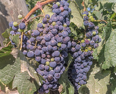 anggur, pokok anggur, Parra, kebun anggur, panen, penanaman, gugus, Daun-daun, buah, anggur merah, alam, makanan, menanam, sehat, produksi anggur, merah, tempranito, kabaret, merlot, rioja, ribera del duero, merah anggur, pertanian, ungu, makanan dan minuman, pertumbuhan, makan sehat, daun, bagian tanaman, kesejahteraan, kesegaran, tidak ada orang, hari, merapatkan, banyak, buah berry, di luar rumah, pembuatan anggur, matang, perkebunan, 5K, CC0, domain publik, bebas royalti