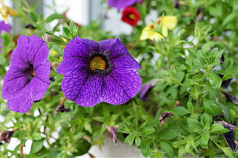 zauberglockchen, kukka, kukinta, calibrachoa, parveketehdas, violetti, kiinni, kasvi, hauraus, tuoreus, kasvu, alttius, terälehti, kauneus luonnossa, kukka pää, lähikuva, kukinto, luonto, kasvi-osa, petunia, puun lehti, keskittyä etualalle, ei ihmisiä, päivä, ulkona, kevät, puutarhanhoito, 2K, CC0, public domain, rojaltivapaa