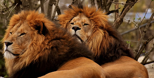 doi lei, leu, prădător, periculos, coamă, pisică, masculin, grădină zoologică, animal salbatic, Africa, animal, mamifer, animale sălbatice, animale tematice, grup de animale, leu - felina, animale în sălbăticie, maro, să se concentreze asupra primelor elemente, două animale, a închide, păr de păr, felin, animale vertebrate, nici o persoana, zi, păr, relaxare, cap de animal, familie de animale, 5K, CC0, domeniu public, fără drepturi de autor