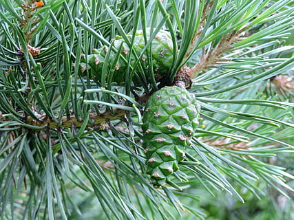 pinyes verdes, agulles de pi, verd, pinyes, branca, és clar, color verd, planta, creixement, pi, full, arbre de coníferes, naturalesa, cap gent, dia, bellesa a la natura, primer pla, part de la planta, pinàcies, arbre, pinya de pi, agulla - part de la planta, tranquil·litat, centrar-se en primer pla, a l'aire lliure, menjar i beguda, 4K, CC0, domini públic, lliure de regalies