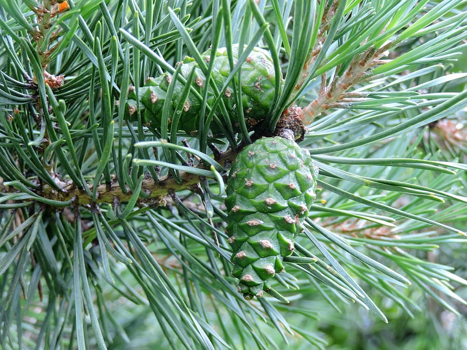 pinyes verdes, agulles de pi, verd, pinyes, branca, és clar, color verd, planta, creixement, pi, full, arbre de coníferes, naturalesa, cap gent, dia, bellesa a la natura, primer pla, part de la planta, pinàcies, arbre, pinya de pi, agulla - part de la planta, tranquil·litat, centrar-se en primer pla, a l'aire lliure, menjar i beguda, 4K