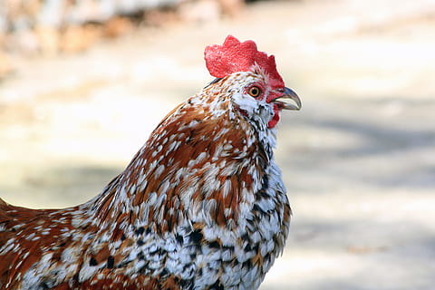 gall, bantam, Perfil, negre, taronja, blanc, taques, granja, mascota, animal, ocell, plomes, sol, fora, tanca, peu de ploma, aus de corral, masculí, petit, rural, jove, pollastre - ocell, agricultura, naturalesa, bestiar, escena rural, ploma, gallina, a l'aire lliure, animals domèstics, temes d'animals, un animal, pollastre, vertebrats, nacional, mascotes, mamífer, animal masculí, centrar-se en primer pla, primer pla, cap gent, vista lateral, dia, vista del perfil, 4K, CC0, domini públic, lliure de regalies