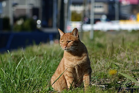 animal, mascota, gato, saurio, caminar, capricho, descanso, natural, paisaje, mascotas, nacional, un animal, temas de animales, animales domesticos, mamífero, Gato domestico, hierba, felino, vertebrado, planta, centrarse en primer plano, nadie, bigotes, retrato, mirando a la cámara, naturaleza, campo, Gato anaranjado, 5K, CC0, dominio público, libre de derechos