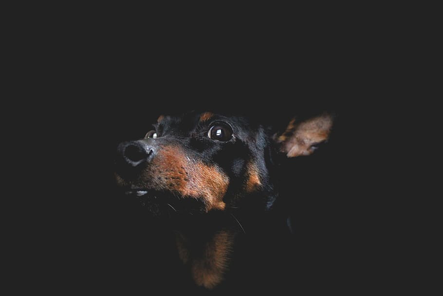 cane, cane da caccia, ritratto, artistico, canino, animale domestico, carina, domestico, animale, nero, espressive, facciale, occhi, viso, figura, servizio fotografico, sfondo nero, un animale, animali domestici, testa di animale, temi animali, mammifero, parte del corpo animale, girato in studio, copia spazio, vertebrato, analizzare, cercare, guardare, in casa, avvicinamento, nessuno, buio, occhio animale, cane di razza, bocca animale, naso animale, grugno, 5K